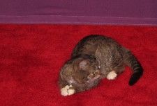 Lil Bub, making herself at home on the Tribeca Film Festival red carpet. Photo by Anne-Katrin Titze.