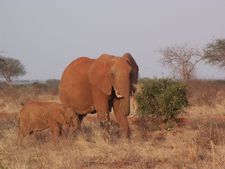 An elephant and her calf in Tsavo, where the animals face the threat of poaching