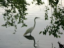 Great Egret in Prospect Park: "That's called the grace of heavens, because you can't program the egret."