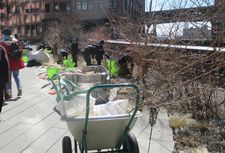 Workers planting in High Line Park at the end of a New York winter