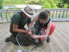 Cygnet rescue from barbed hook by Martin Woess and Anne-Katrin Titze at the Boathouse in Prospect Park