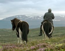 Of Horses And Men. "The way that the director [Erlingsson] sets it mostly in the outside and uses the spring, the autumn, the winter to characterise and help his story develop is done really inventively"