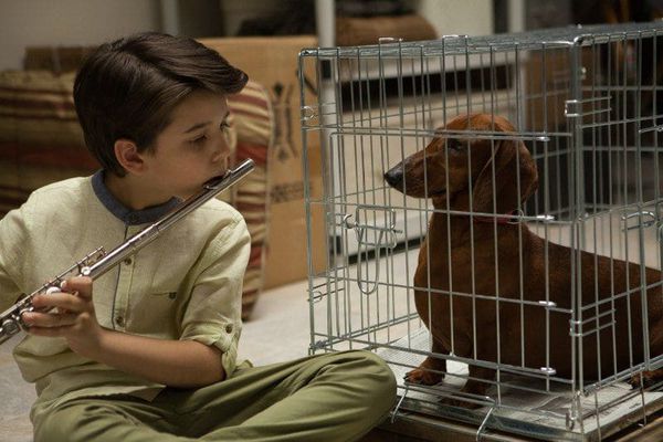 Wiener-Dog - this film tells several stories featuring people who find their life inspired or changed by one particular dachshund, who seems to be spreading comfort and joy. 