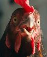 Hen