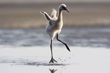 Flamingo chick on the lake