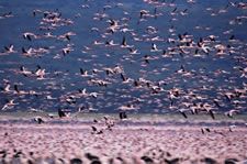 Millions of flamingos nest on the lake