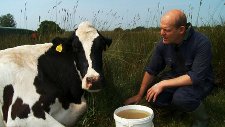 Steve Hook with one of his herd