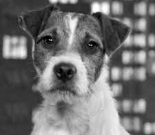 Uggie lapped up the limelight