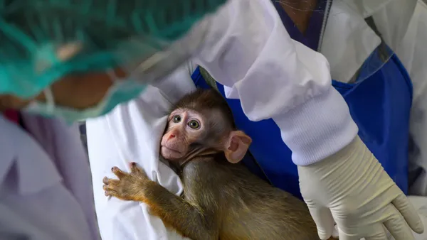 Tony Jones on the monkeys: 'You don't want to say they're like humans but they are human-like'