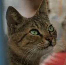 Green-eyed Bengü loves to be petted and she has remarkably individual paw gestures