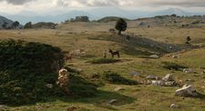 Shepherd with his donkey and cows in the Calabrian landscape