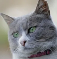 Duman has an unforgettable style of scoring little plates of smoked turkey and slices of Manchego cheese