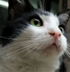 Gamsız is quite a cat burglar and charms with his sideways knock