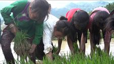 Girls working in the rice paddies