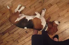 Posteritati Gallery owner Sam Sarowitz’s Basset Hound Harry resting on Anne-Katrin Titze’s feet
