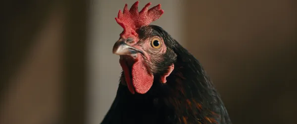 Hen