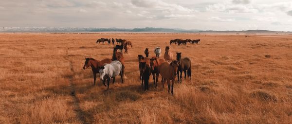 Horses on the steppe