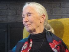 Kirk Simon documented Jane Goodall's work in Chimps: So Like Us