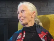 Kirk Simon documented Jane Goodall's work in Chimps: So Like Us