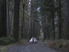 Dr. Fiennes (Jeff Goldblum) in the woods of The Mountain