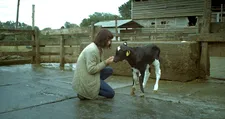 Leonor Varela as Cecilia with a calf: “it’s so sad, they’re separated from their mother very early on, but their instinct is to suck.”