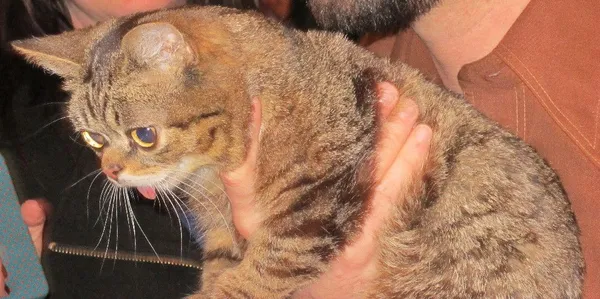 Lil Bub 4