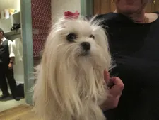 "Hi doggie" - Simon Baker's agent's lovely Pepper at the Crosby Street Hotel