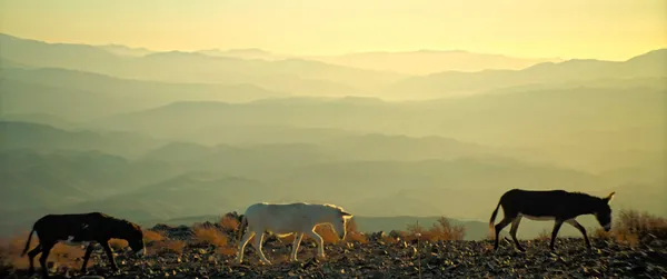 Palaye, Palomo and Ruperto in Perfectly A Strangeness