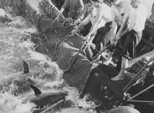 Roberto Rossellini's Stromboli: "The kind of documentary on tuna fishing leads into the drama of the story so brilliantly."
