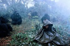 Sigourney Weaver was nominated for an Oscar for her performance as Dian Fossey in Michael Apted’s Gorillas In The Mist