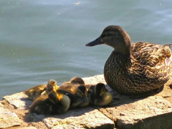 Wild Duck