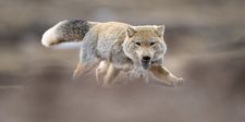 The Tibetan fox in pursuit