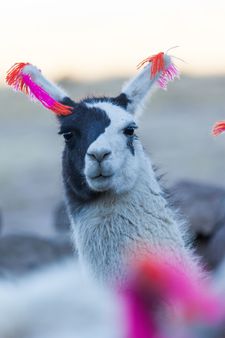 Alejandro Loayzo Grisi: 'The llamas are very easy animals to work with, because they are so photogenic. You can stare at them and they put you in a good mood'