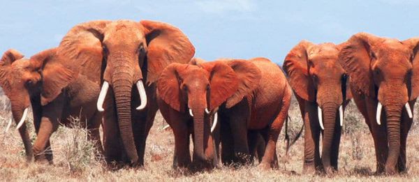 Endangered African Elephants in Simon Trevor's White Gold at Tsavo National Park: "Since 1970, I've seen 40,000 elephants killed."