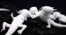 Jonatan Schwenk on Zoon and the axolotl: “I have the axolotl who are super happy with what they have.”