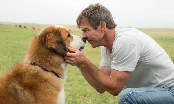 Dennis Quaid with a different canine companion in A Dog's Purpose.