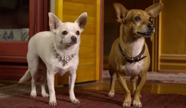 Beverly Hills Chihuahua