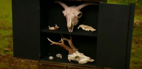 The Reason I Collect