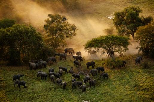 Elephants in the wild in The Last Animals