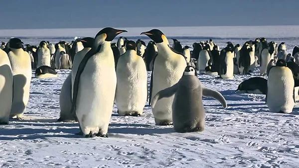 March Of The Penguins