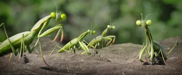 Minuscule - Mandibles From Far Away