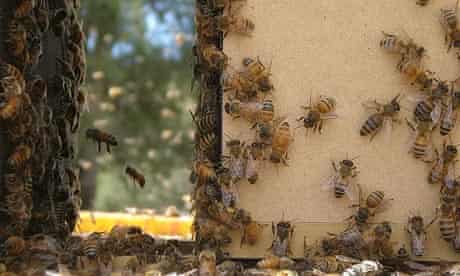 Vanishing of the Bees