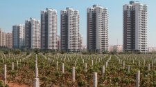 Vineyards of China.