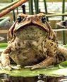 Cane Toads: The Conquest