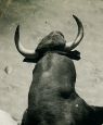 Encierro, Bull Running in Pamplona