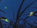 Movie Review-grave of fireflies - MitSna