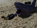 Sand Sharks (2011) Movie Review from Eye for Film